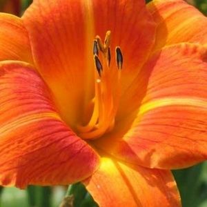 Meet your Posher, Leiner